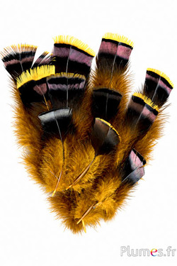 Tacchino bronzo - 5-15 cm - giallo